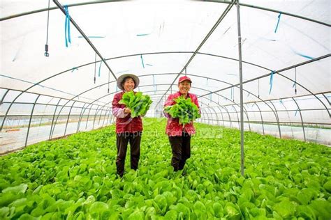 “青菜”自由回来了！天气回暖，昌平区蔬菜价格持续下降_北京日报网