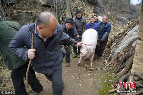 “跑山猪”跑出增收加速度_长江云 - 湖北网络广播电视台官方网站