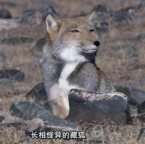 藏狐表情图片