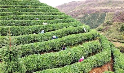 都匀毛尖：北纬27°上的品牌逆袭 - 中国茶叶流通协会