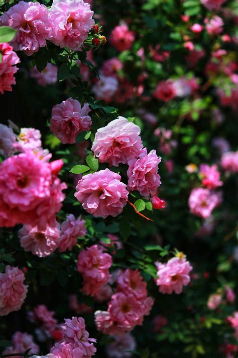蔷薇的养殖方法,蔷薇的注意事项,蔷薇的价值,蔷薇与玫瑰的区别_齐家网
