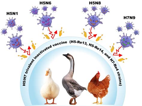 鸡流感症状和治疗方法-鸡流感用药-怎么治疗鸡流感 - 畜小牧养殖网