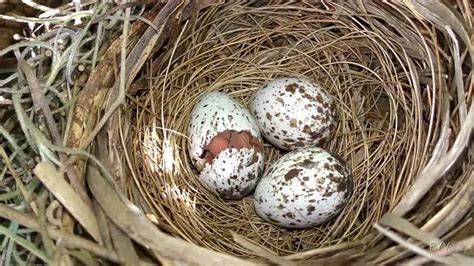 仿真小鸟蛋金蛋鹌鹑鸽子蛋模型写生绘画道具微景观摆设彩色鸟蛋-阿里巴巴
