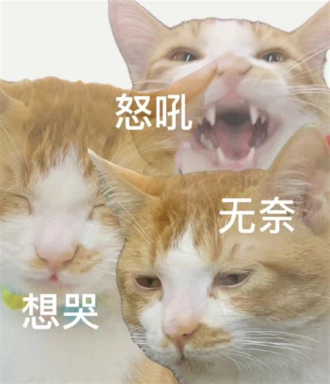 会动的小动物表情包图片