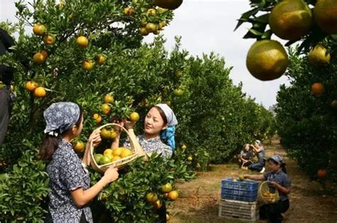 兴宾区良江镇太平生态家庭农场水果进入丰收期 - 来宾网 - 来宾日报社主办