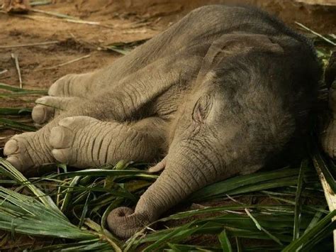 小象宝宝居然也能这么可爱，睡着后看起来好柔软！