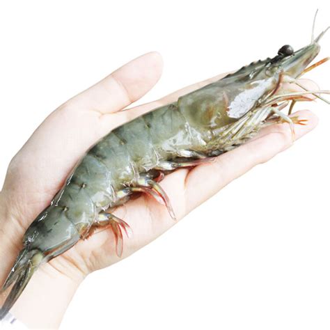 常见的海虾,大型,品种_大山谷图库