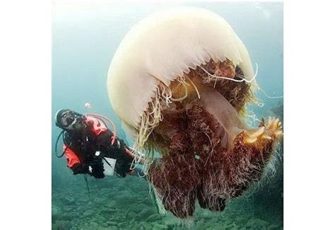 最大的水母是什么样的（全世界最大的巨型越前水母，直径约为两米，体重二百公斤左右） | 说明书网