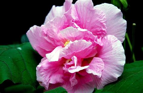 红白芙蓉图图片