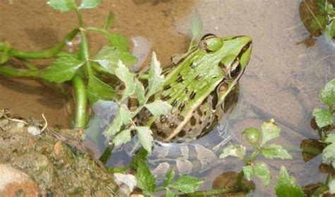 华农园青蛙养殖带你认识青蛙种类哪种适合你养呢？