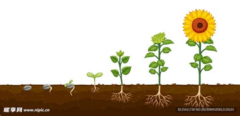 植物生长过程图图片