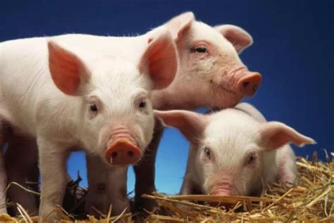 “公司+农户”养猪靠谱吗？未来的发展趋势如何处于绝对的共赢？ - 知乎
