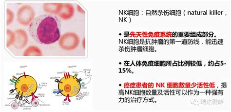 肿瘤免疫治疗中的NK细胞 - 知乎
