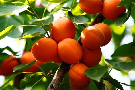 大黄杏树庭院果树杏树杏子树苗保活管栽当年结果杏苗南北方种-阿里巴巴
