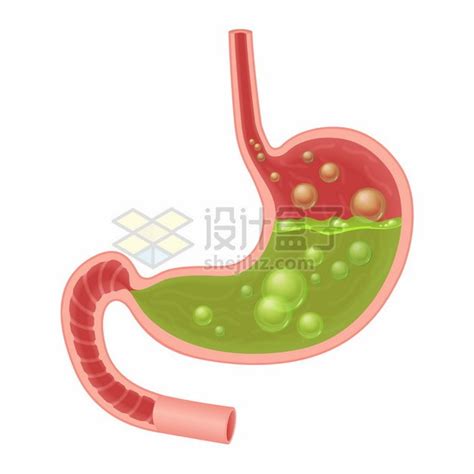 充满胃酸的人体胃部解剖图212597png图片素材 - 设计盒子