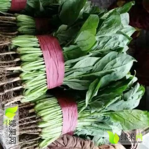 [菠菜批发]菠菜，精品菜，普通菜，包装人工一条龙服务价格0.50元/斤 - 一亩田