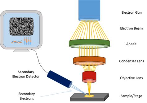 17: Schematic diagram of SEM. | Download Scientific Diagram