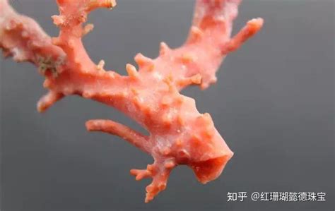 粉色系珊瑚的种类及辨别方法 - 知乎