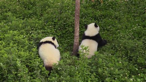 熊猫坐在树枝上高清图片下载-正版图片600502908-摄图网