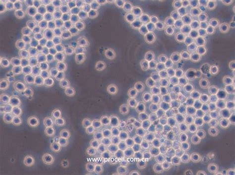 小鼠骨髓瘤细胞Sp20-Ag14-上海细胞库