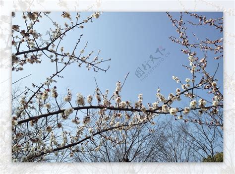 春天盛开的梅花高清图片下载-正版图片501579624-摄图网