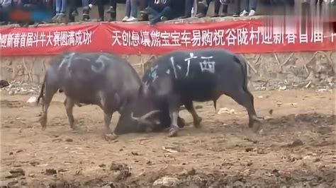 斗牛视频——广西牛对战贵州牛