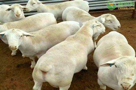 今日山羊价格 今日全国活羊价格表 纯种澳洲白种羊_济宁__羊-食品商务网