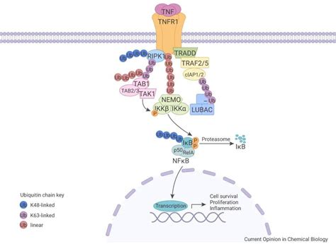 《癌生物学》笔记4——基因序列与蛋白质结构 - 知乎