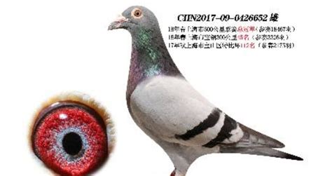 搜鸽天下-信鸽足环查询查成绩-中国鸽界的“常青树”——天体鸽业王群励