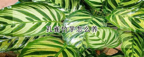 双线竹芋怎么养 双线竹芋的养殖方法和注意事项(图)