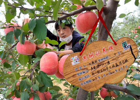 物华天宝润陇原（四）——种下苹果树 结出“致富果”