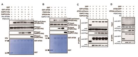 ATG3 Monoclonal Antibody (OTI4F6) (CF503370)