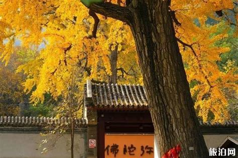 北京春节各大寺庙祈福求什么最灵-旅游官网