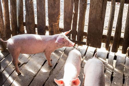 动物农场的猪群养殖小猪的高清图片下载-正版图片502612363-摄图网