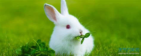周公解梦梦见小兔子是什么意思 做梦梦到小兔子好不好代表什么_起名网