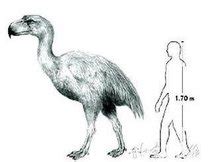 史前巨兽恐鸟，称霸美洲6000万年以马为食，战力强过剑齿虎恐狼_腾讯视频