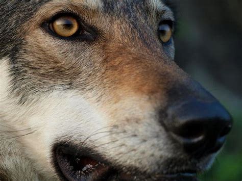9种长的最像狼的犬，第4种因太像狼甚至被多个国家禁养|狼|因纽特|哈士奇_新浪新闻