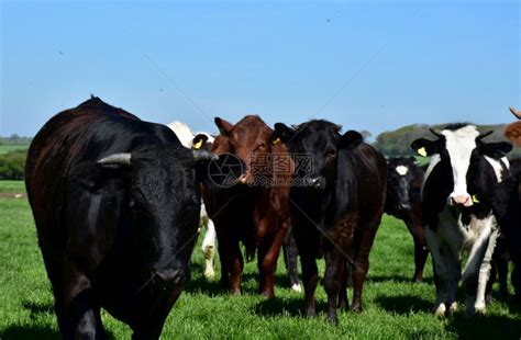 喇叭野兽在英格兰田地上站立的农场牛群自然高清图片下载-正版图片307626883-摄图网