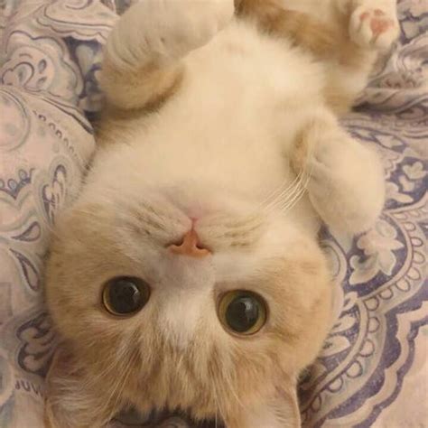 猫咪咪图片
