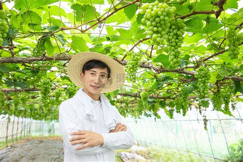 大棚葡萄种植品种选择及栽培方式等技术知识介绍