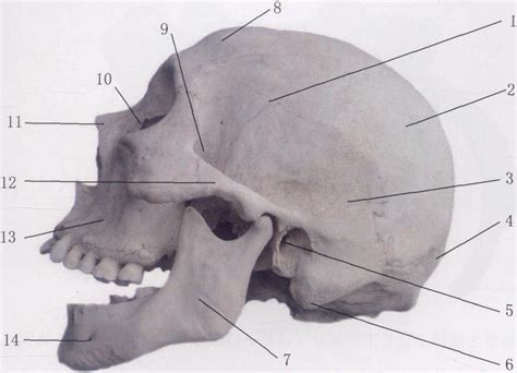 颅骨的组成 结构