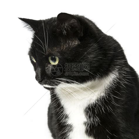黑猫关闭了一只被隔离的白色背景的免管家猫宠物在室内制造高清图片下载-正版图片507120606-摄图网