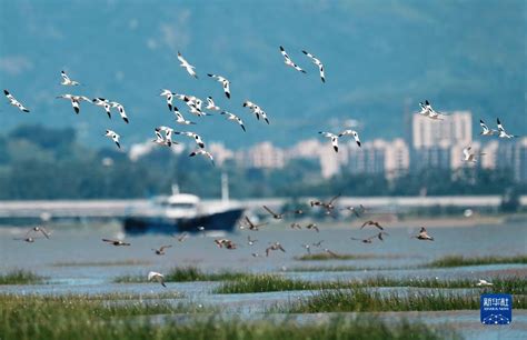 2023长乐闽江河口国家湿地公园游玩攻略,开阔的闽江口，一望无际的草... 【去哪儿攻略】