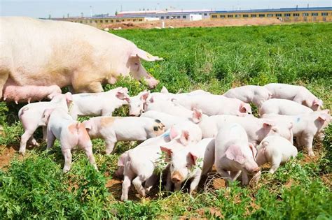 母猪配种|母猪养殖技术|猪场繁育管理 - 生猪全产业链垂直门户资讯网站！