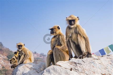 山上的野生猴子摄影图3741*2494图片素材免费下载-编号763116-潮点视频