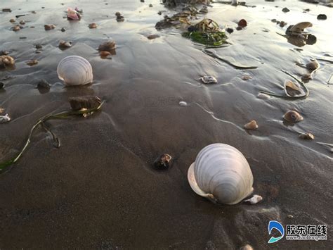 图:第一海水浴场退潮 贝壳螃蟹遍布沙滩情趣盎然 特别报道 烟台 ...