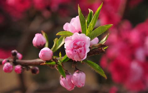 赞美桃花的优美句子,桃花的诗词,描写桃花的优美句子_大山谷图库