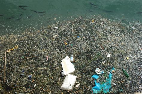 河水被污染充满垃圾和一些黑鱼有毒的一种生锈高清图片下载-正版图片307648458-摄图网