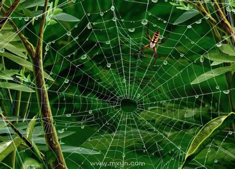 梦见蜘蛛网挡路是什么意思预兆 - 原版周公解梦大全