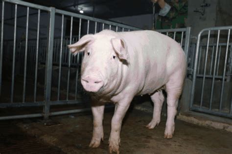 如何提高养猪经济效益？-农百科